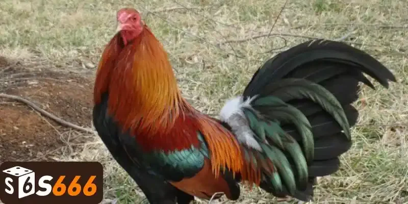 Chiến Kê Mỹ - Giống Gà Chiến Đấu Hàng Đầu Thế Giới