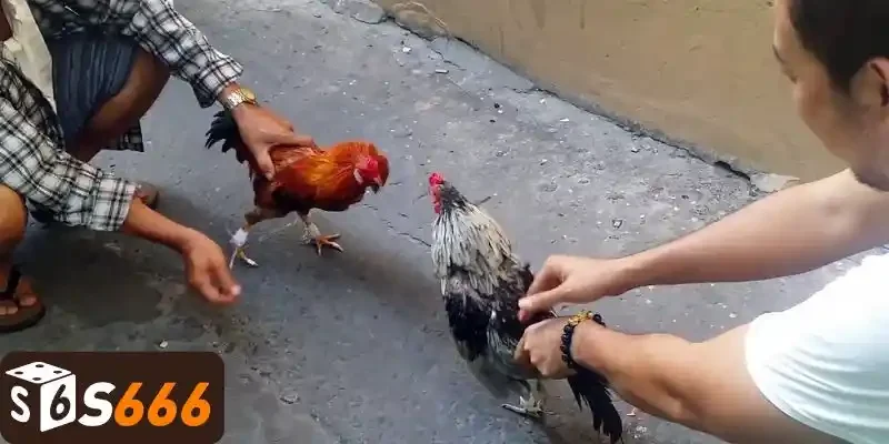 Đá Gà Online - Cách Tham Gia An Toàn Và Uy Tín Trên S666